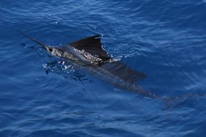 stuart fl fishing 12 20221010