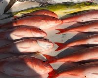 stuart fl fishing 38 20220930