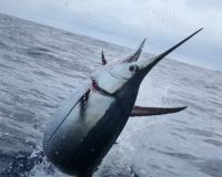 stuart fl fishing 42 20220930