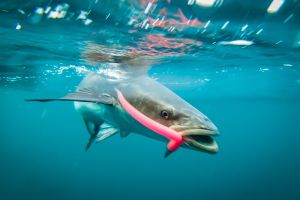 stuart fl fishing 5 20221010