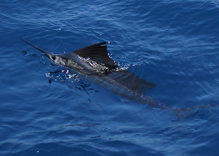 sailfish1.jpg